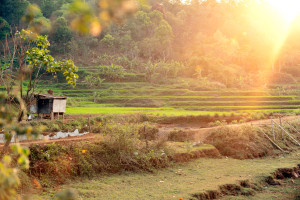 View of a terraced rice paddy strew with sunlight and showing the farmer’s shack at the left side of the image