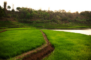 View of a path running through the lush green of the rice paddy
